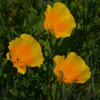 bloemen2